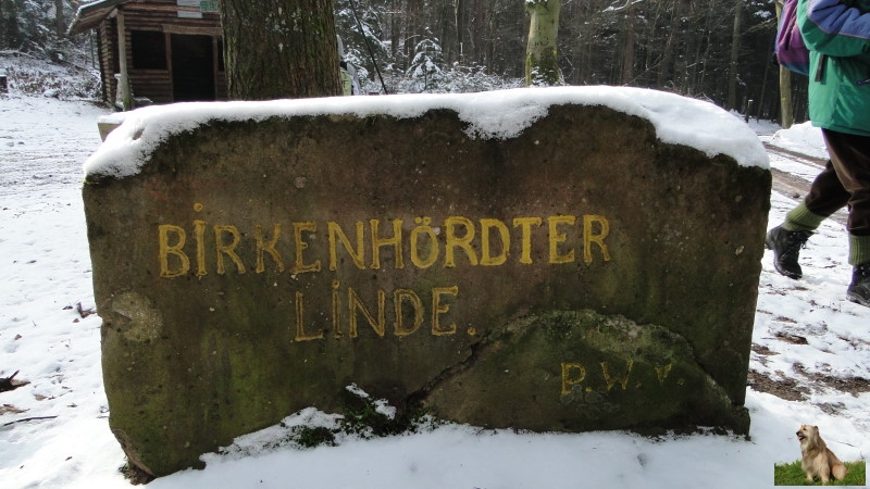 Ritterstein Nr. 199-3 Birkenhördter Linde.JPG - Ritterstein Nr.199 Birkenhördter Linde